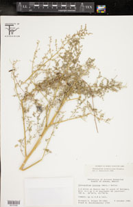 Herbarium Sheet of 